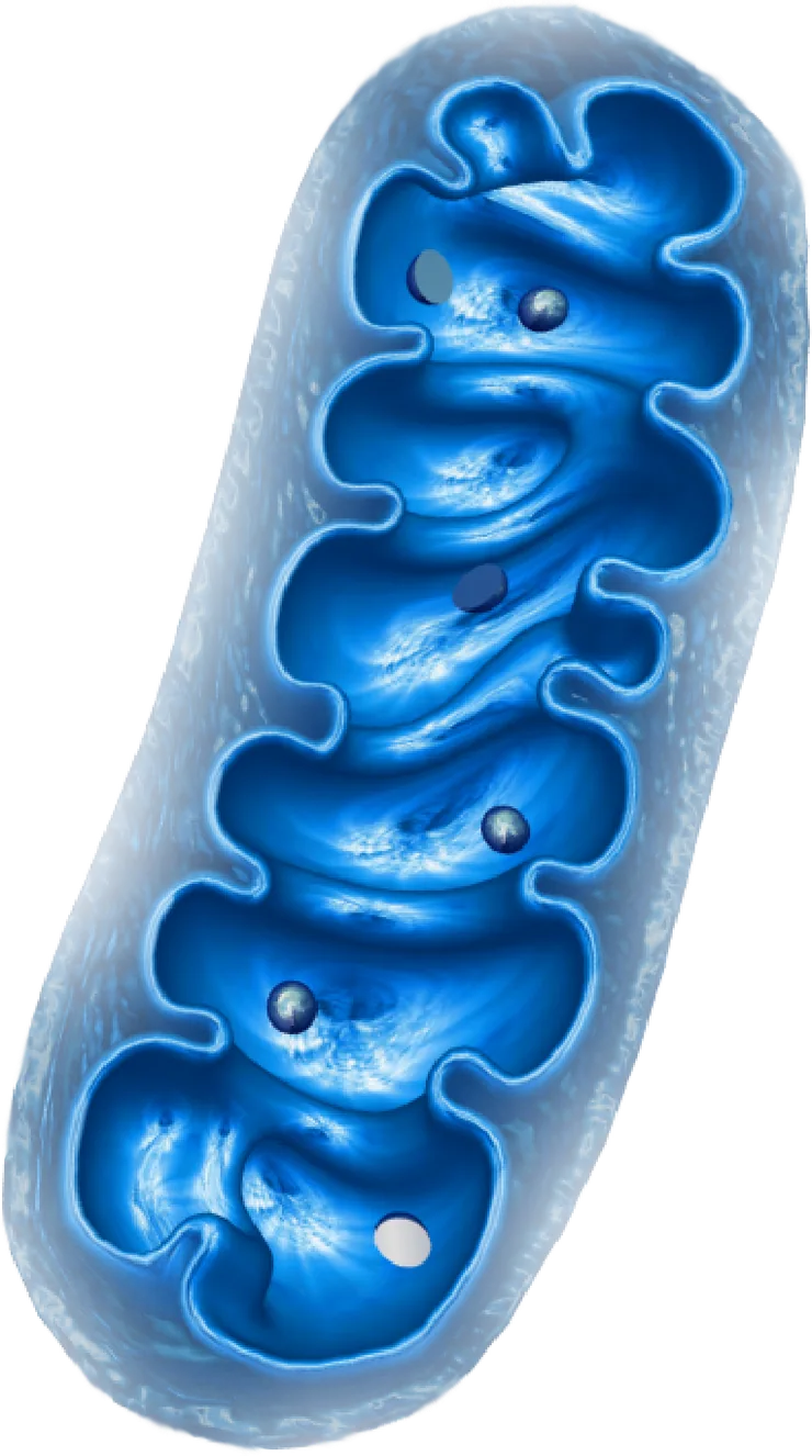 Querschnitt durch ein Mitochondrium in Blau: eine längliche Hülle, darin die stark gefalteten Innenwände